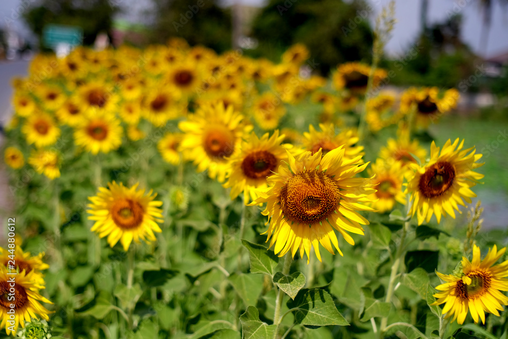 THE GIANT SUNFLOWERS FIELD THE GIANT SUNFLOWERS FIELD