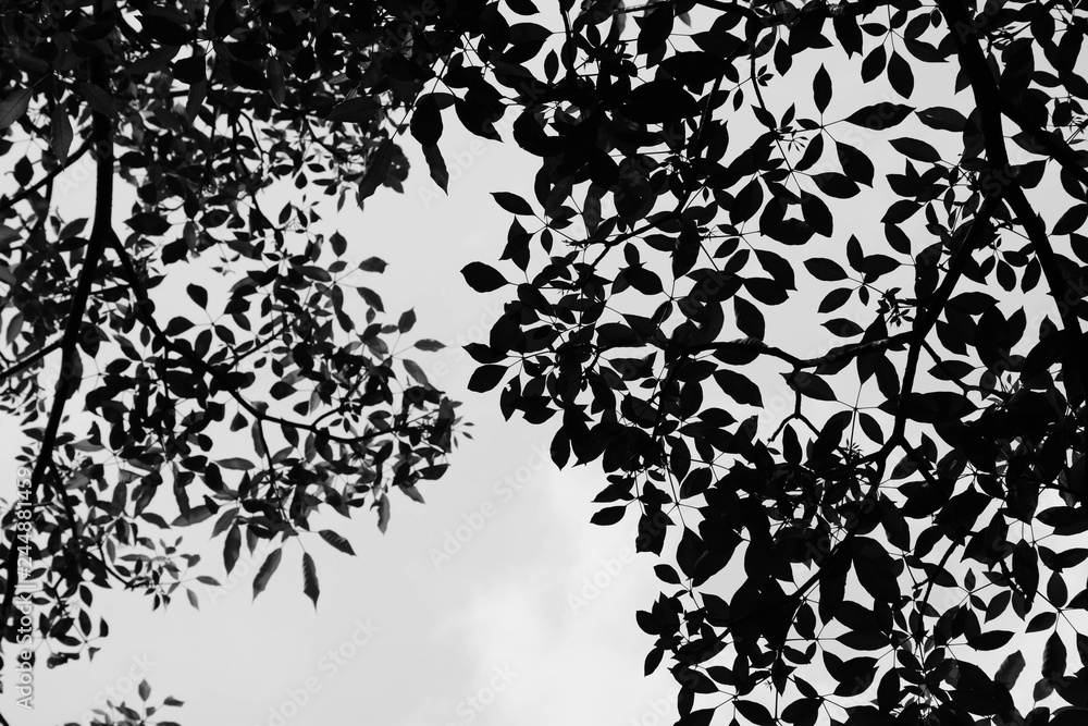 beautiful silhouette leaf tree beautiful silhouette leaf tree