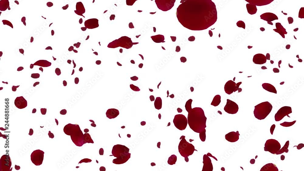 Rose petals Red fluttering Rose petals Red fluttering
