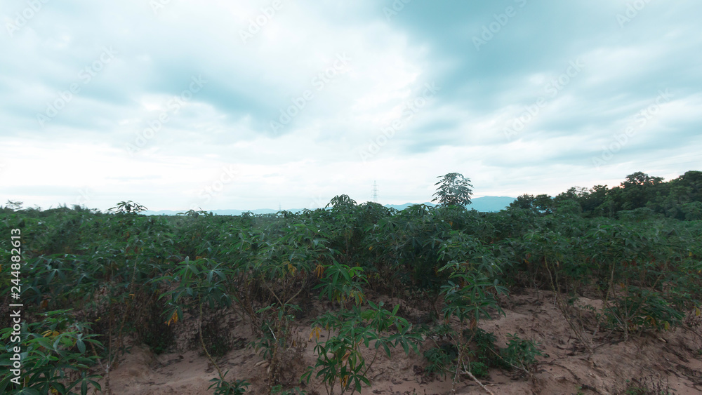 stormy and cloud is moving tapioca tree in farm, landscape
stormy and cloud is moving tapioca tree in farm, landscape