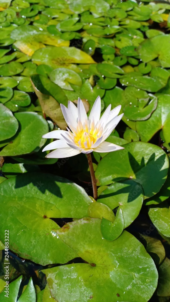 Lotus in pool volume 122245565 Lotus in pool volume 122245565