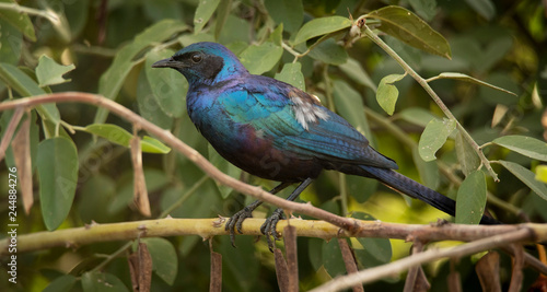 Greater Blue-eared Starling zambia