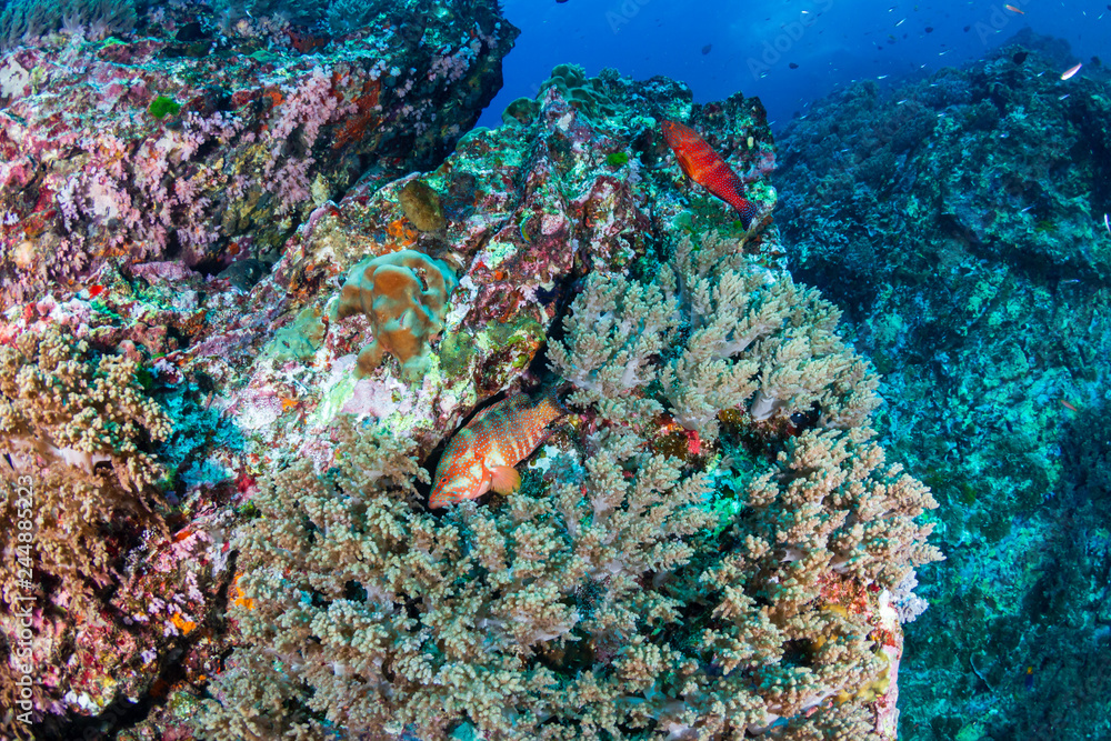 Fototapeta premium A colorful Coral Grouper (Cephalopholis miniata) swimming around a healthy, thriving tropical coral reef in Thailand