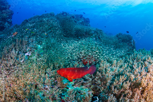 A colorful Coral Grouper (Cephalopholis miniata) swimming around a healthy, thriving tropical coral reef in Thailand