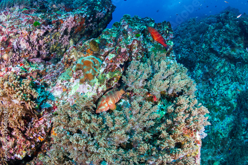 Fototapeta Naklejka Na Ścianę i Meble -  A colorful Coral Grouper (Cephalopholis miniata) swimming around a healthy, thriving tropical coral reef in Thailand
