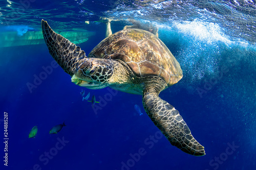 Large Green Sea Turtle  Chelonia mydas  near the surface in a tropical ocean  Similan Islands 