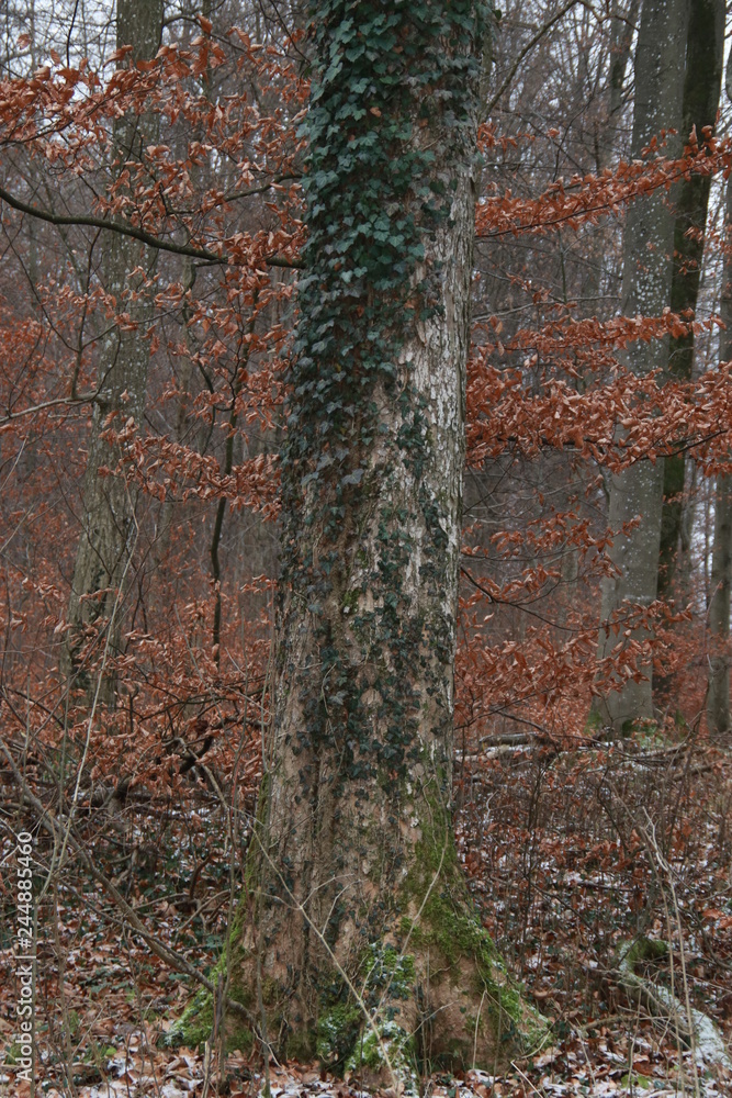 Naklejka premium Natur