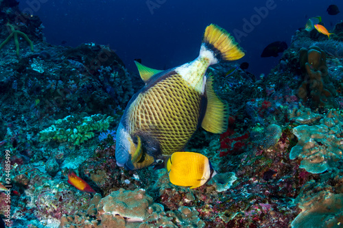 A large Titan Triggerfish (Balistoides viridescens) feeding on a tropical coral reef