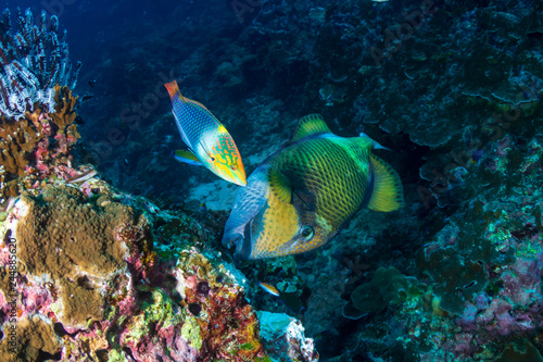 A large Titan Triggerfish (Balistoides viridescens) feeding on a tropical coral reef © whitcomberd