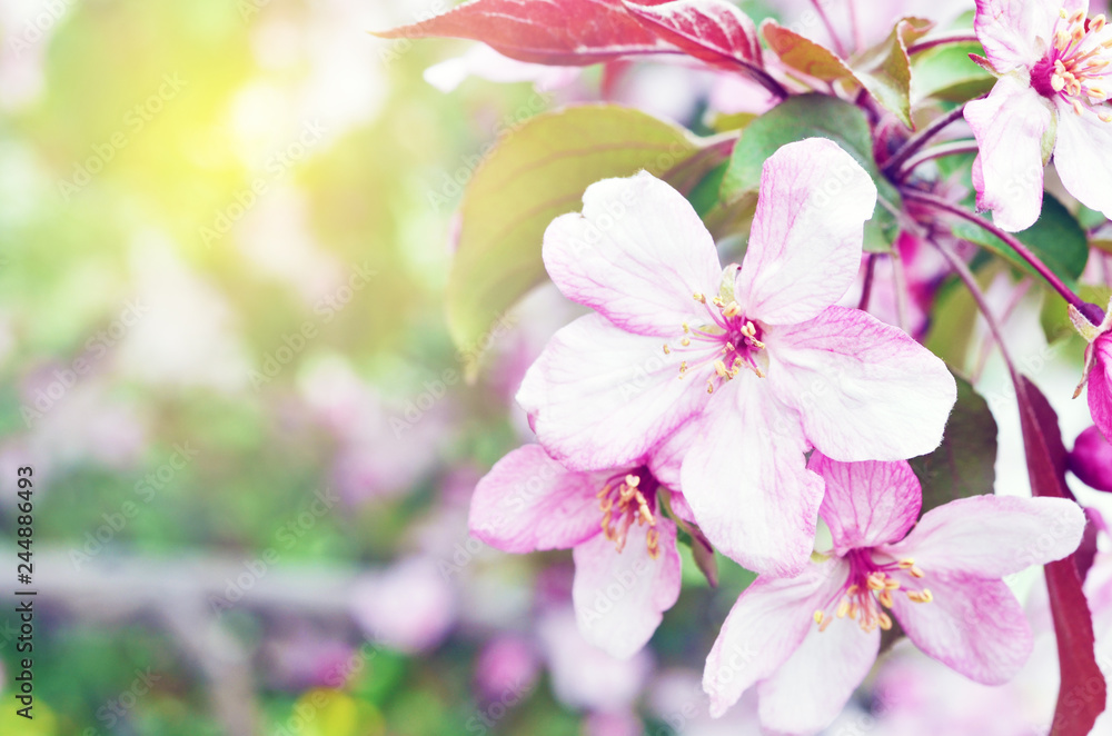 Obraz premium Floral natural background spring time season. Blooming apple tree.