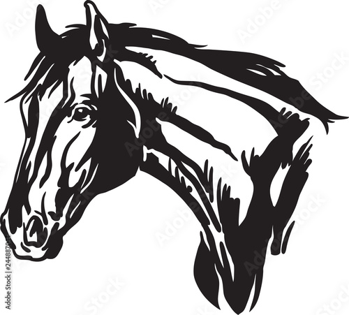 Horse head