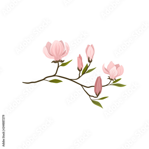 Small twig with gentle pink flowers. Blooming branch of magnolia tree. Botany theme. Detailed flat vector icon