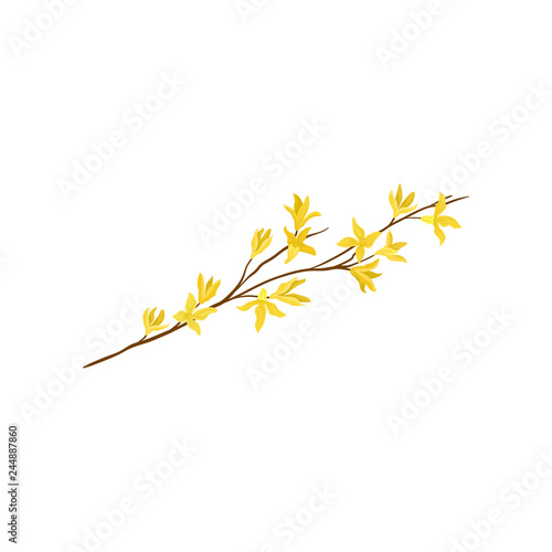 Fotografia Small branch of forsythia tree with fresh yellow flowers