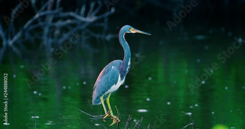 Spectacular close-up of a Tricolored Heron with nice greenery and marshland photo