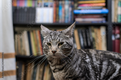 Adorable gray striped cat at home