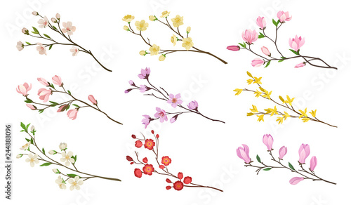 Set of blooming branches of fruit trees. Twigs with flowers and green leaves. Nature theme. Detailed flat vector icons