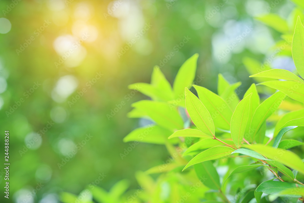 Green tree leaf on blurred background in the park with bokeh and sunlight.  Close-up nature leaves in field for use in web design or wallpaper. Stock  Photo | Adobe Stock