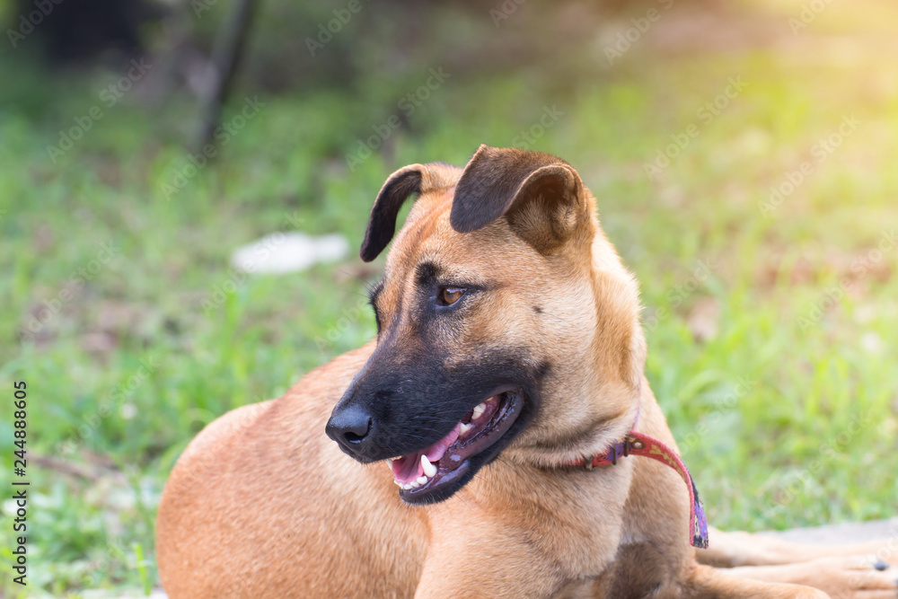 Close up portrait of a stray dog on side walk,vagrant dog Close up portrait of a stray dog on side walk,vagrant dog