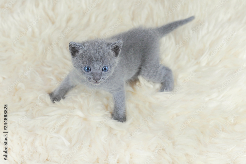 Gray, one month old blue-eyed fluffy kitten Russian blue breed looking on white sheep skin, view from above.