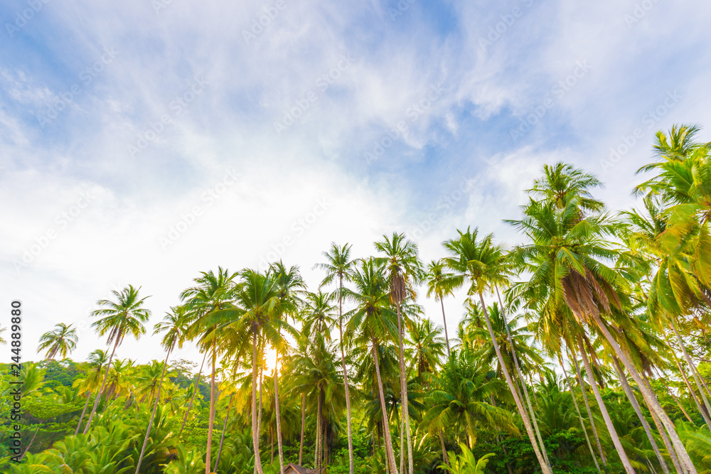 Coconut palm tree on sea beach sunrise morning blue sky