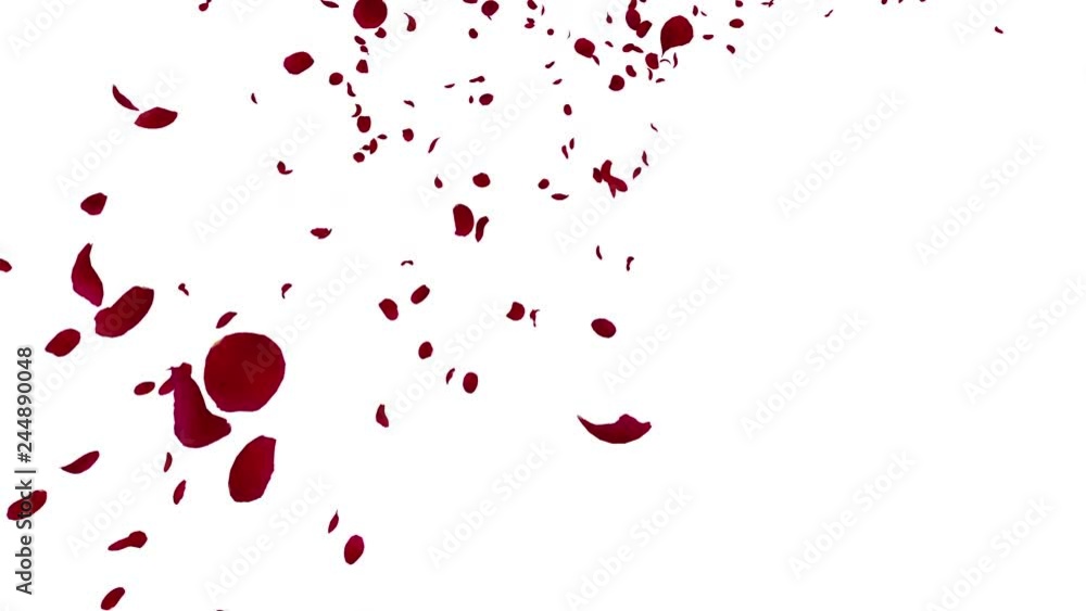 Rose petals Red fluttering Rose petals Red fluttering