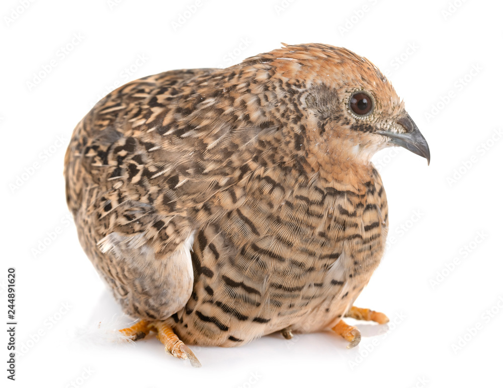King quail in studio King quail in studio