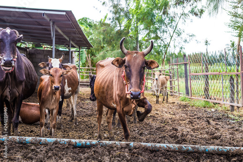 Cow in rural traditional soil farm © themorningglory