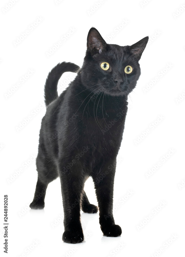 black cat in studio black cat in studio