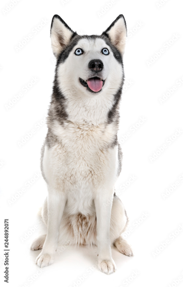 siberian husky in studio siberian husky in studio