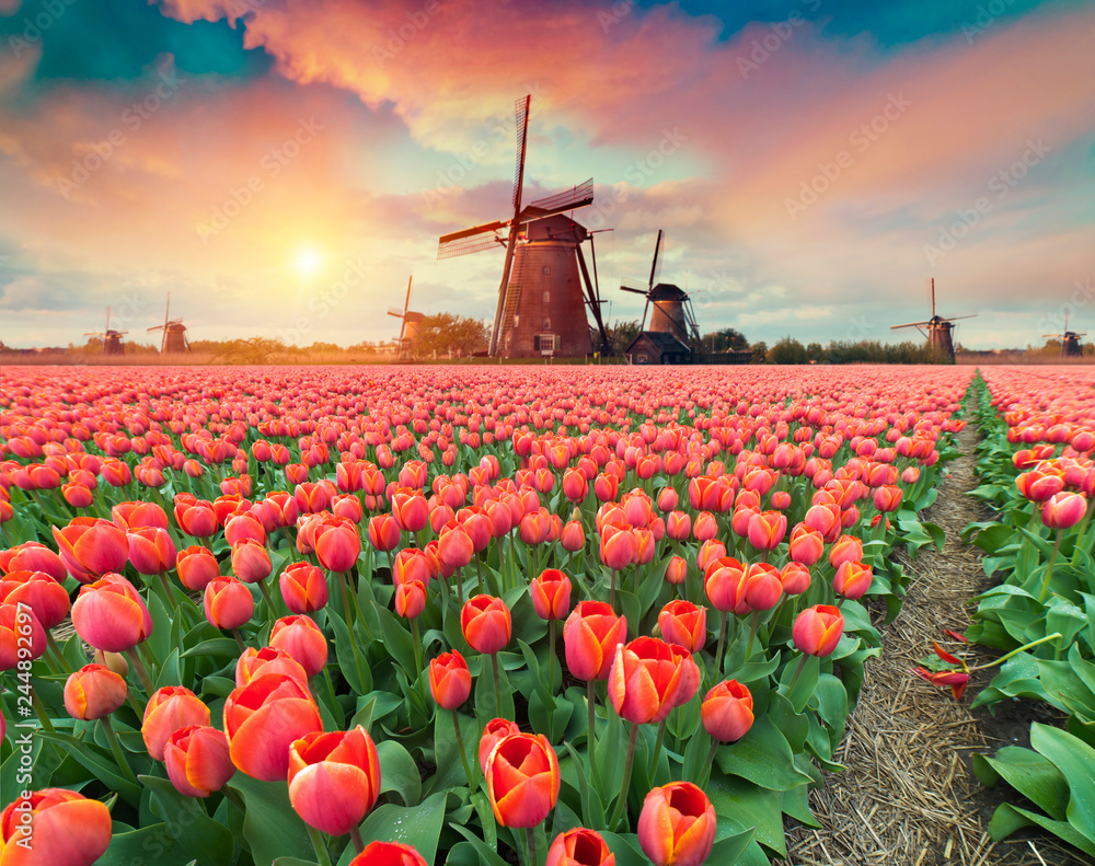 Dramatic spring scene on the tulip farm. Colorful sunset in Netherlands, Europe. - obrazy, fototapety, plakaty 