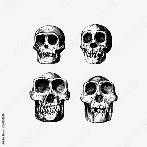 Skull in vintage style