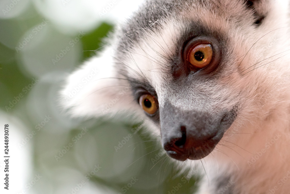 Fototapeta premium Close up portrait of ring-tailed lemur
