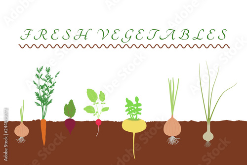 Fresh vegetables in the soil in the garden vector illustration: garlic, radish, carrot, onion, beet, turnip