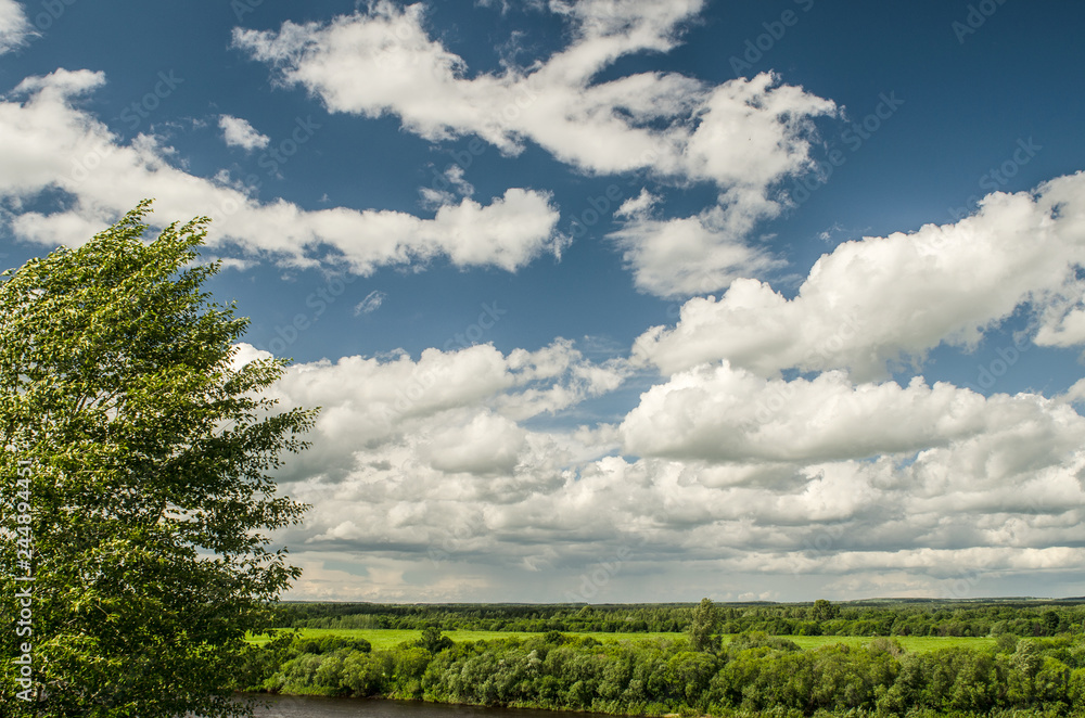 The space of the summer sky is filled with a lot of Cumulus clouds above the low horizon line, the tree side close-up.