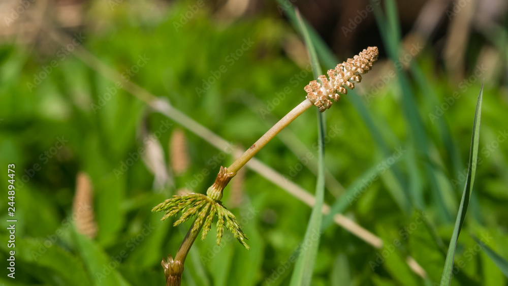 Field or common horsetail, Equisetum arvense, young shoots macro with bokeh background, selective focus, shallow DOF