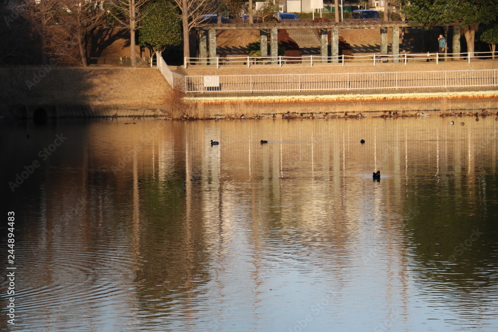 冬の公園の池の鴨