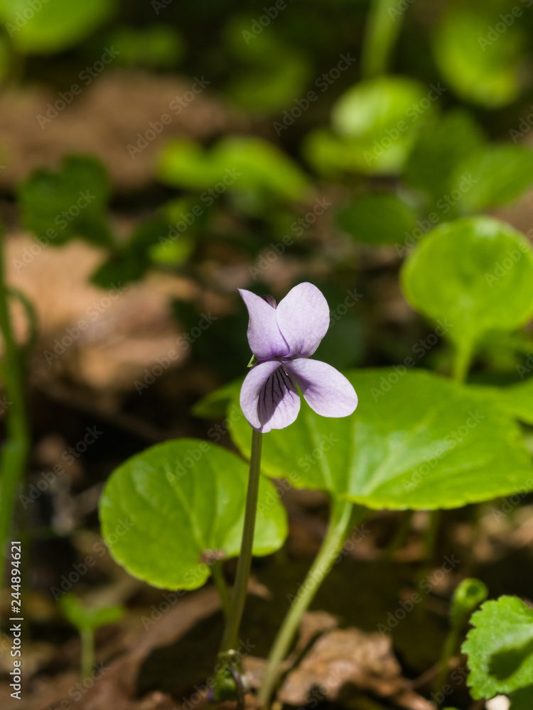 Heath dog-violet, Viola canina, Flower with defocused background, macro, selective focus, shallow DOF Heath dog-violet, Viola canina, Flower with defocused background, macro, selective focus, shallow DOF
