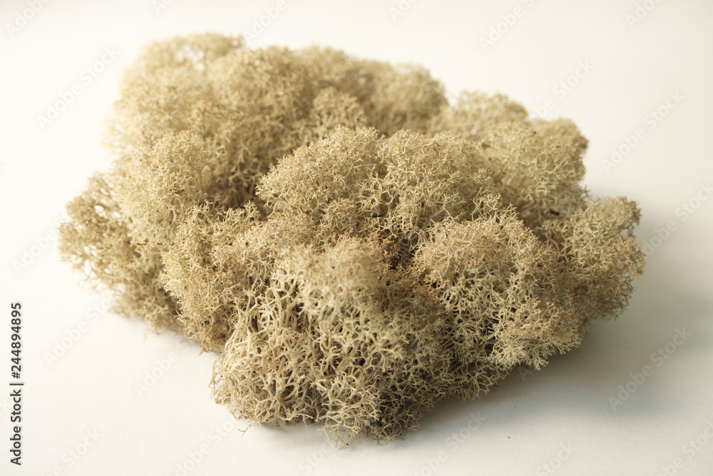 Color moss on white background Color moss on white background