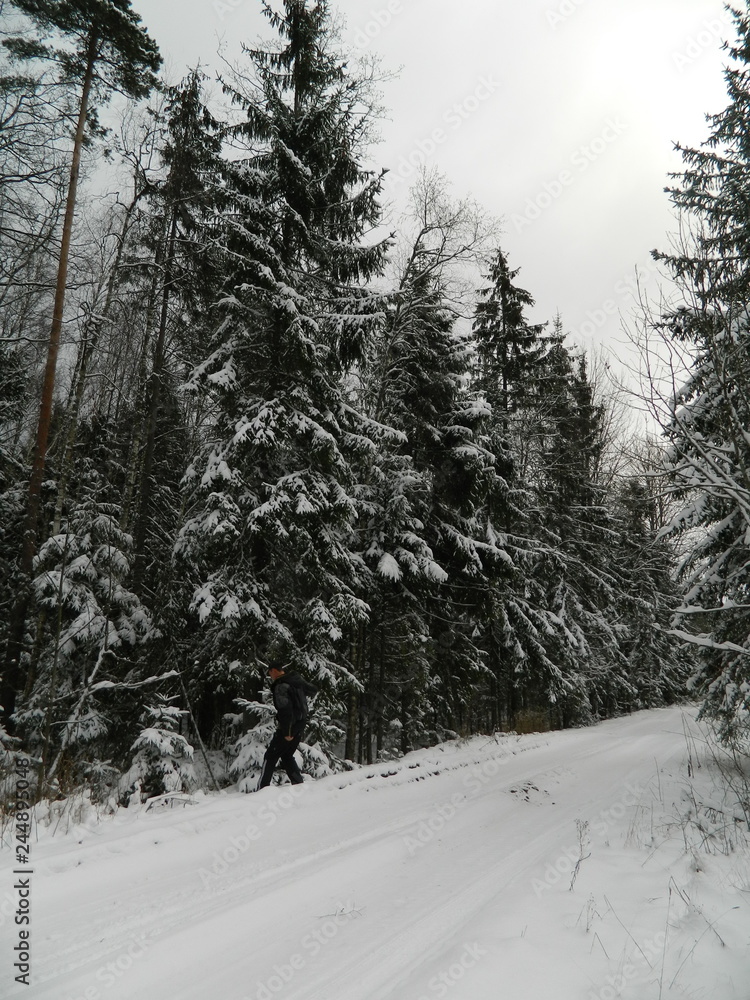 Fototapeta premium Russian forest