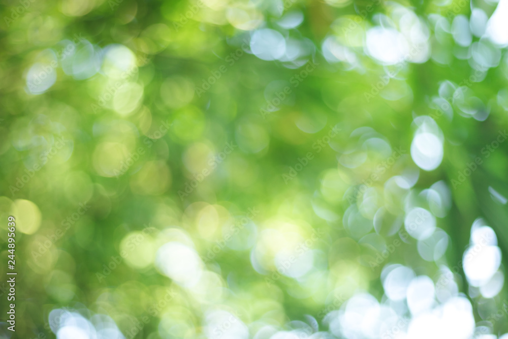 blurred background of nature in green, feel into forest