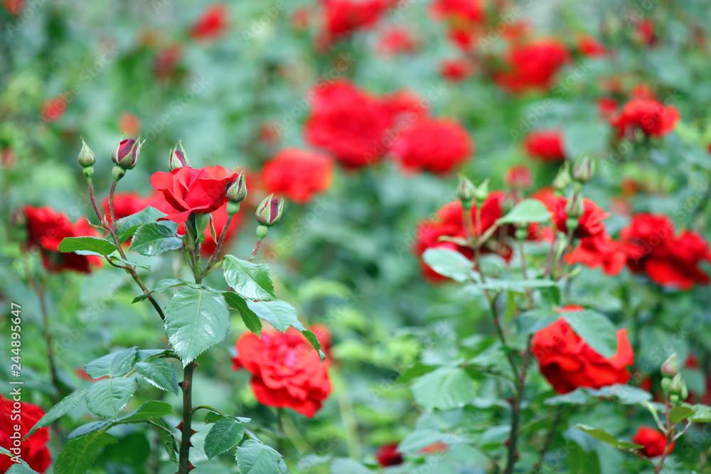 Fototapeta premium red roses in the garden spring season