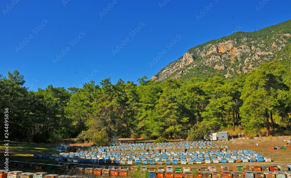 Bee hives in a valley near the forest in Marmaris/Mugla - Turkey.