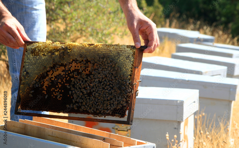 Beekeeper holding a honeycomb full of bees. Beekeeper inspecting honeycomb frame at apiary. Beekeeping concept in Marmaris, Mugla - Turkey. Beekeeper holding a honeycomb full of bees. Beekeeper inspecting honeycomb frame at apiary. Beekeeping concept in Marmaris, Mugla - Turkey.