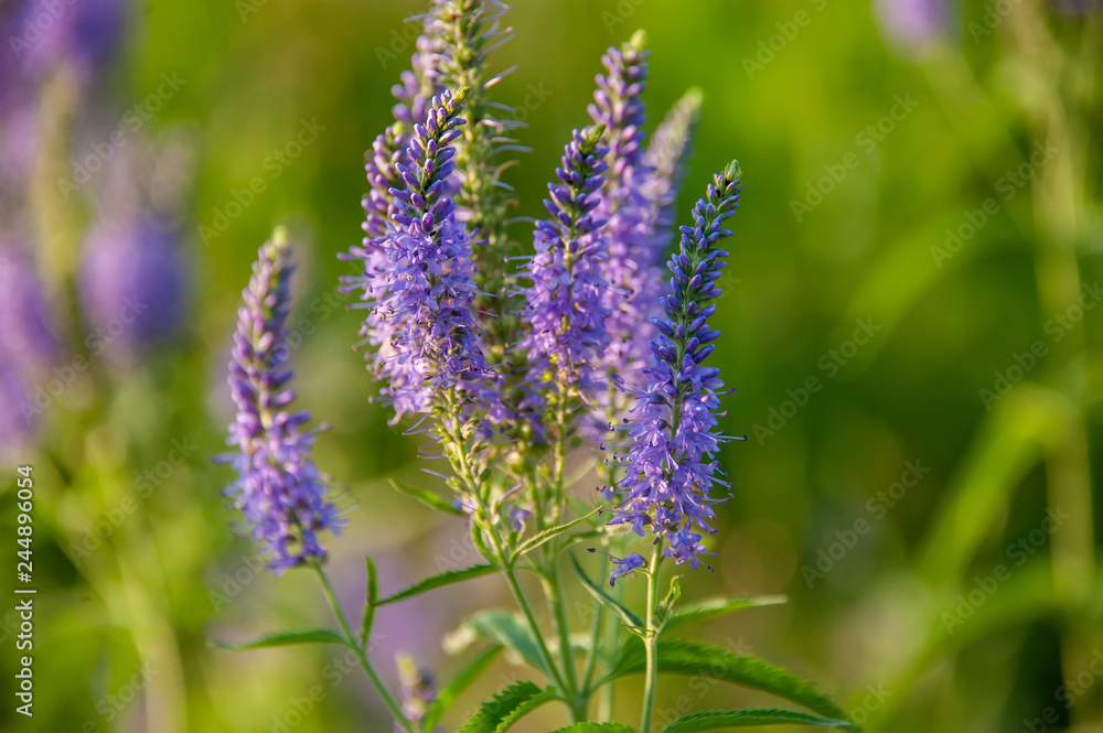 Obraz premium Flowers Veronica. Veronica - genus of flowering plants in the family plantaginaceae