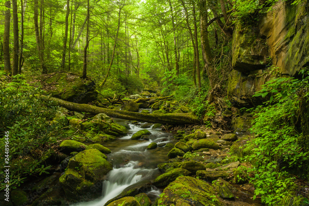 Roaring Fork, Great Smoky Mountains National Park, Tennessee, United States Roaring Fork, Great Smoky Mountains National Park, Tennessee, United States