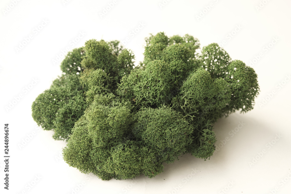 Color moss on white background Color moss on white background