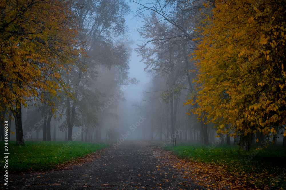 Park in the fog. Ukraine