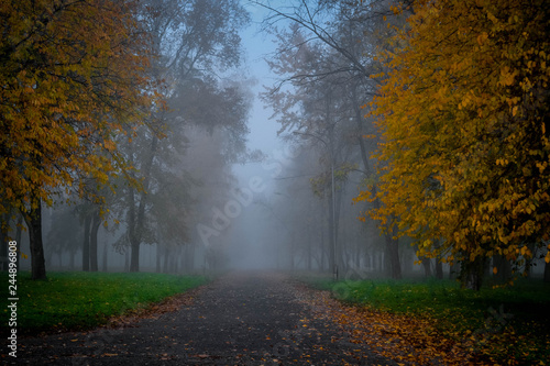 Park in the fog. Ukraine