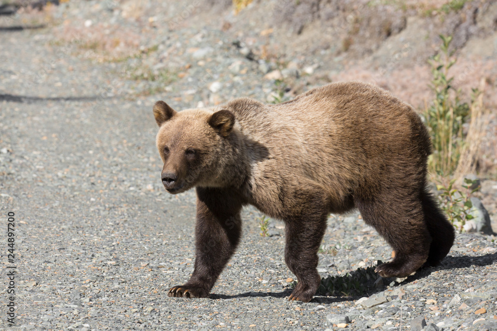 Grizzly Bär bear wildlife Canada