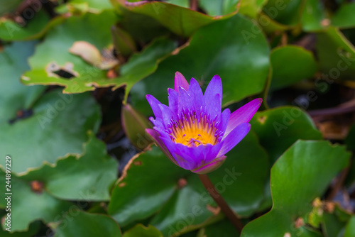  Blue lotus flower in the pond